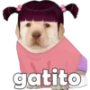 PERRITO PACK 6 16