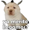 PERRITO PACK 6 18
