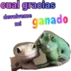 iguana y perro 17
