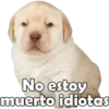 PERRITO PACK 6 19