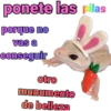 iguana y perro 18