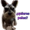 iguana y perro 19