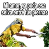 ¿Dónde están los pájaros? 24
