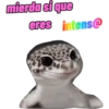 iguana y perro 20