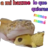 iguana y perro 21
