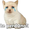 PERRITO PACK 6 20