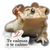 iguana y perro 22