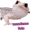iguana y perro 23