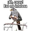 ¿Dónde están los pájaros? 29