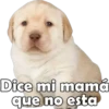 PERRITO PACK 6 22