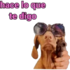 iguana y perro 25