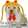 PERRITO PACK11 5