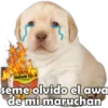 PERRITO PACK11 6