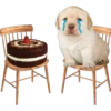 PERRITO PACK11 7