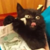 Stupid animal faces 5