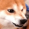 Stupid animal faces 6