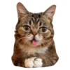 Grumpy Cat y Lil Bub 6