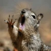 Stupid animal faces 12