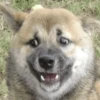 Stupid animal faces 13