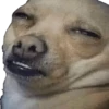 Stupid animal faces 14