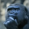 Stupid animal faces 16