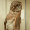 Stupid animal faces 17