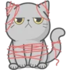 Cat FullMoon 17