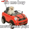 PERRITO PACK11 15