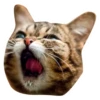 Grumpy Cat y Lil Bub 12