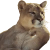 Stupid animal faces 18
