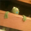 Kermit the frog part 2(Feat. Gerry) 16