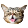 Grumpy Cat y Lil Bub 14