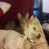 Stupid animal faces 19