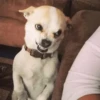 Stupid animal faces 20