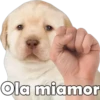 PERRITO PACK11 16