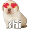 PERRITO PACK11 17