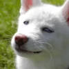 Stupid animal faces 22