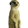 Meerkats 5