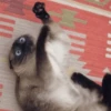 Stupid animal faces 24