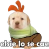 PERRITO PACK11 19