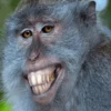 Stupid animal faces 25