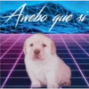 PERRITO PACK11 20
