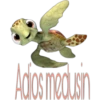 Adios medusin