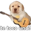 PERRITO PACK11 21