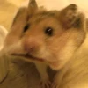 Stupid animal faces 28