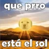 PERRITO PACK11 22