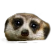 Meerkats 6
