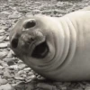 Stupid animal faces 30