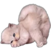 Cute Cats 2 5
