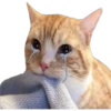 Cute Cats 2 10